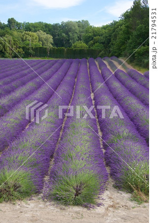 プロヴァンスのラベンダー畑 21794531