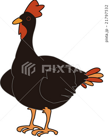 ニワトリ 21797532