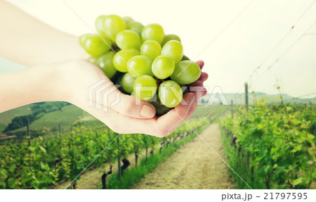 close up of woman hands holding green grape bunch 21797595