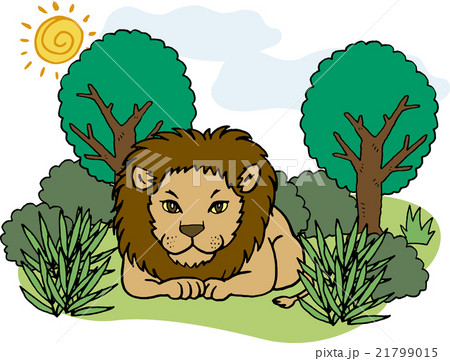 野生動物 ライオンのイラスト素材