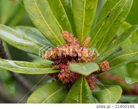 山桃の花 21800188
