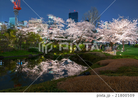 六本木ヒルズ 毛利庭園の桜の写真素材