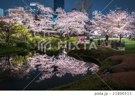 六本木ヒルズ 毛利庭園の桜の写真素材