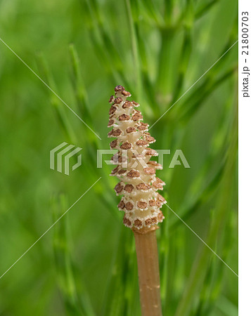 杉菜と土筆 杉菜と土筆 21800703