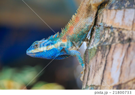 Lizard dragon 21800733