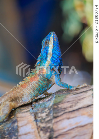 Lizard dragon 21800734