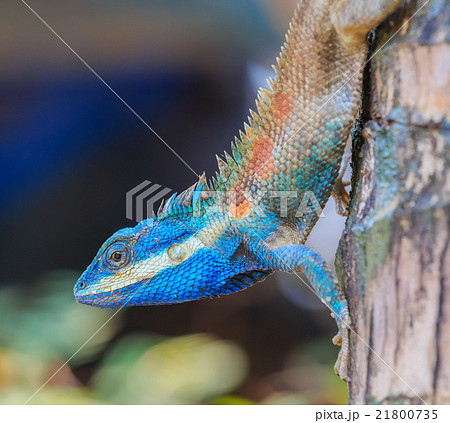 Lizard dragon Lizard dragon 21800735