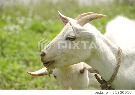 山羊 21800916