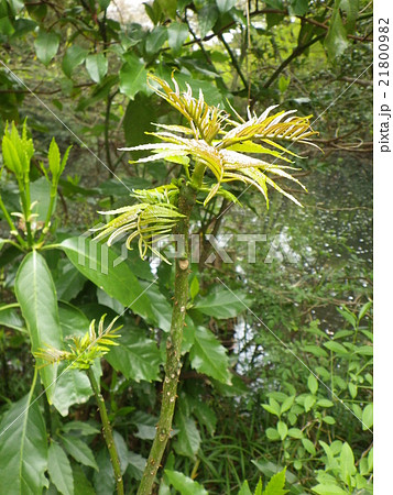 カラスザンショウの新芽 21800982