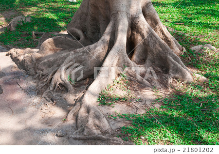 big tree root big tree root 21801202