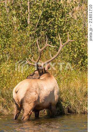 Bull Elk in Fall Bull Elk in Fall 21801710