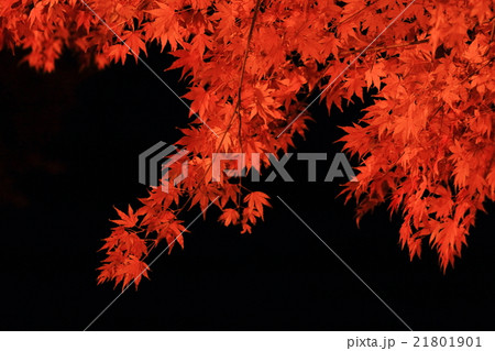 函館香雪園の紅葉 21801901