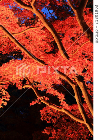 函館香雪園の紅葉 函館香雪園の紅葉 21801903