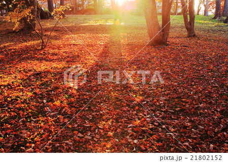 函館香雪園の紅葉 21802152