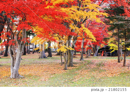 函館香雪園の紅葉 21802155