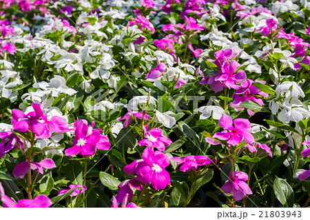Madagascar periwinkle 21803943