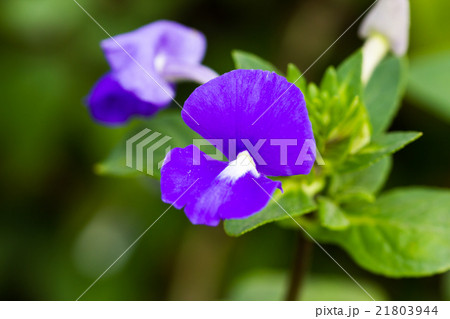 Brazilian snapdragon 21803944