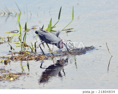 Little Blue Heron Little Blue Heron 21804834