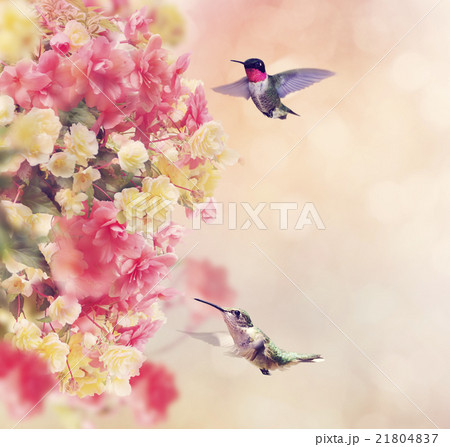 Hummingbirds and Flowers Hummingbirds and Flowers 21804837