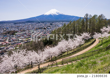 新倉山浅間公園の桜と富士山 新倉山浅間公園の桜と富士山 21806636