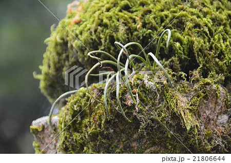 苔むした石塔(春日大社/奈良県奈良市春日野町) 苔むした石塔(春日大社/奈良県奈良市春日野町) 21806644