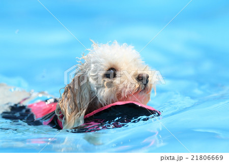犬 泳ぐ トイプードルの写真素材