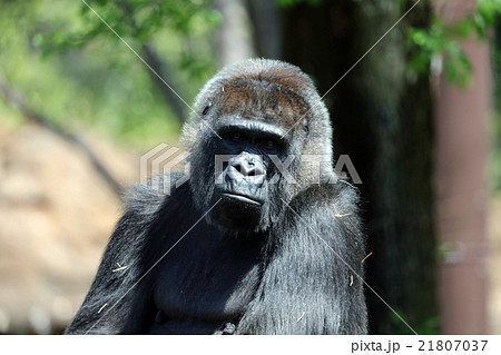 ゴリラ 21807037