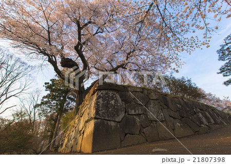 石垣と御殿桜 21807398