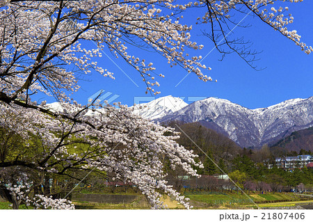 桜咲く諏訪峡 21807406