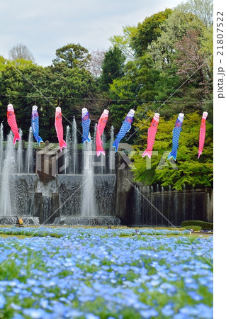 鯉のぼりとネモフィラ 21807522