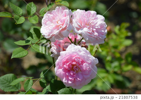 薔薇 21807538