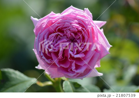薔薇 21807539
