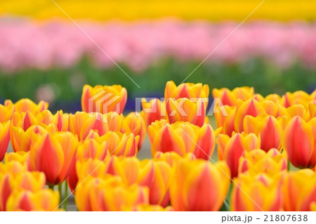 満開のチューリップ畑 21807638
