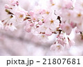 桜 21807681
