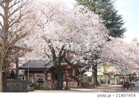 新井薬師梅照院の桜 21807959