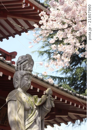 新井薬師梅照院の桜 21807960