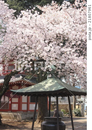 新井薬師梅照院の桜 21807961