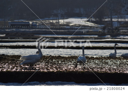 水田にいる白鳥 水田にいる白鳥 21808024