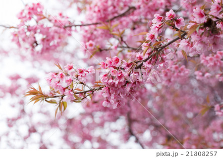 Close-up,beautiful cherry blossom, Chiang Mai Close-up,beautiful cherry blossom, Chiang Mai 21808257