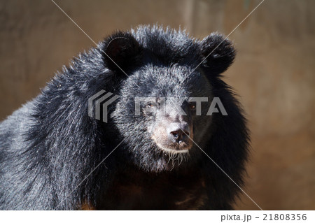 Close-up big bear 21808356