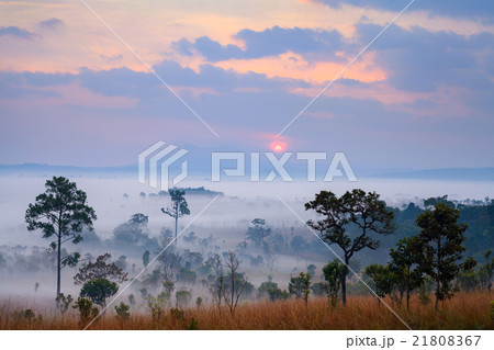 Misty morning sunrise at Thung Salang Luang Misty morning sunrise at Thung Salang Luang 21808367