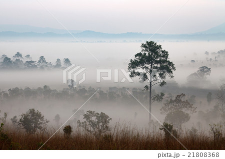 Fog in forest at Thung Salang Luang Fog in forest at Thung Salang Luang 21808368