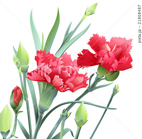 Bouquet of carnation flowers isolated on white 21808487