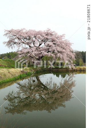 芳水の桜~2016春 芳水の桜~2016春 21808671