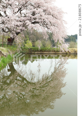 芳水の桜~2016春 芳水の桜~2016春 21808675