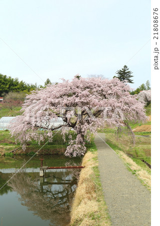 芳水の桜～2016春 21808676