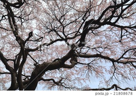 芳水の桜～2016春 21808678