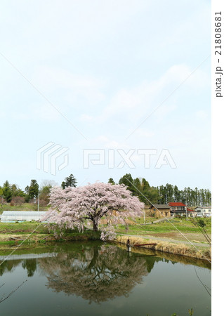 芳水の桜～2016春 21808681