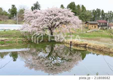 芳水の桜~2016春 芳水の桜~2016春 21808682