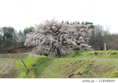 芳水の桜~2016春 芳水の桜~2016春 21808684